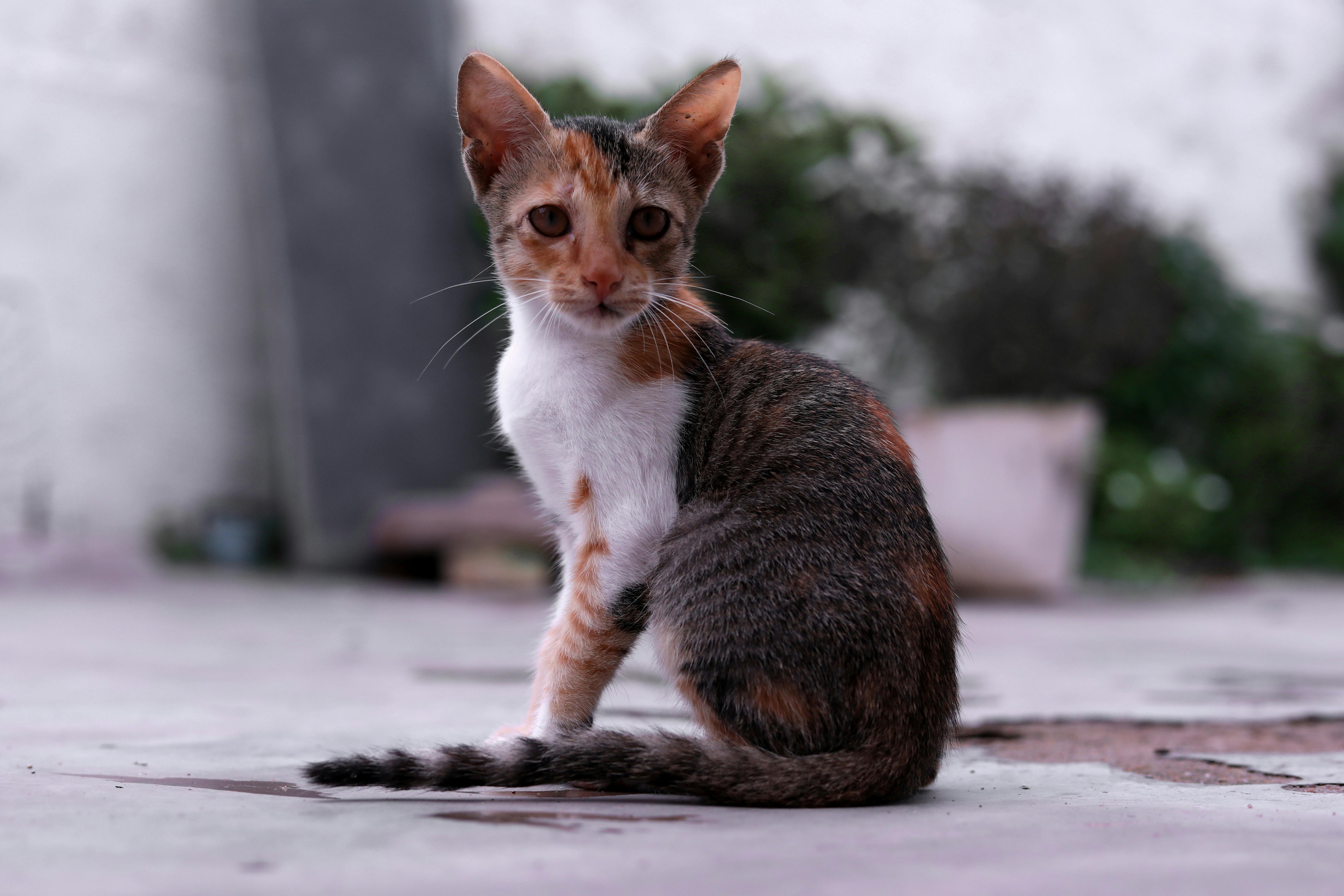 Photo gratuite de beauté dans la nature, chat, chat blanc