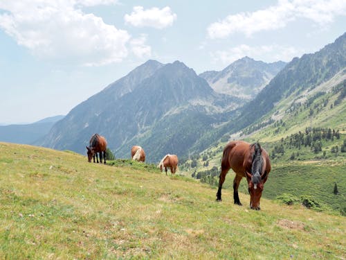 คลังภาพถ่ายฟรี ของ pyrenees, ภูเขา, ม้า