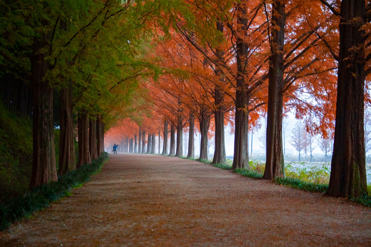 a tranquil outdoor walkway lined with vibrant autumn foliage creating