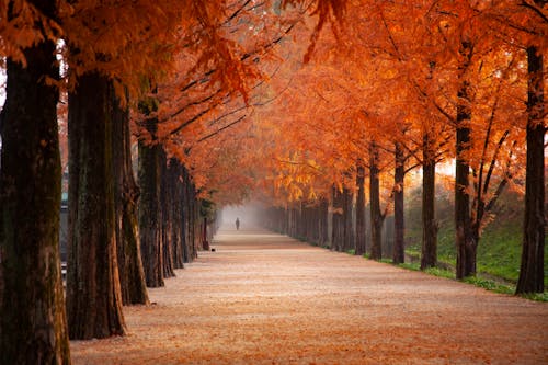 Free Orange Trees Stock Photo