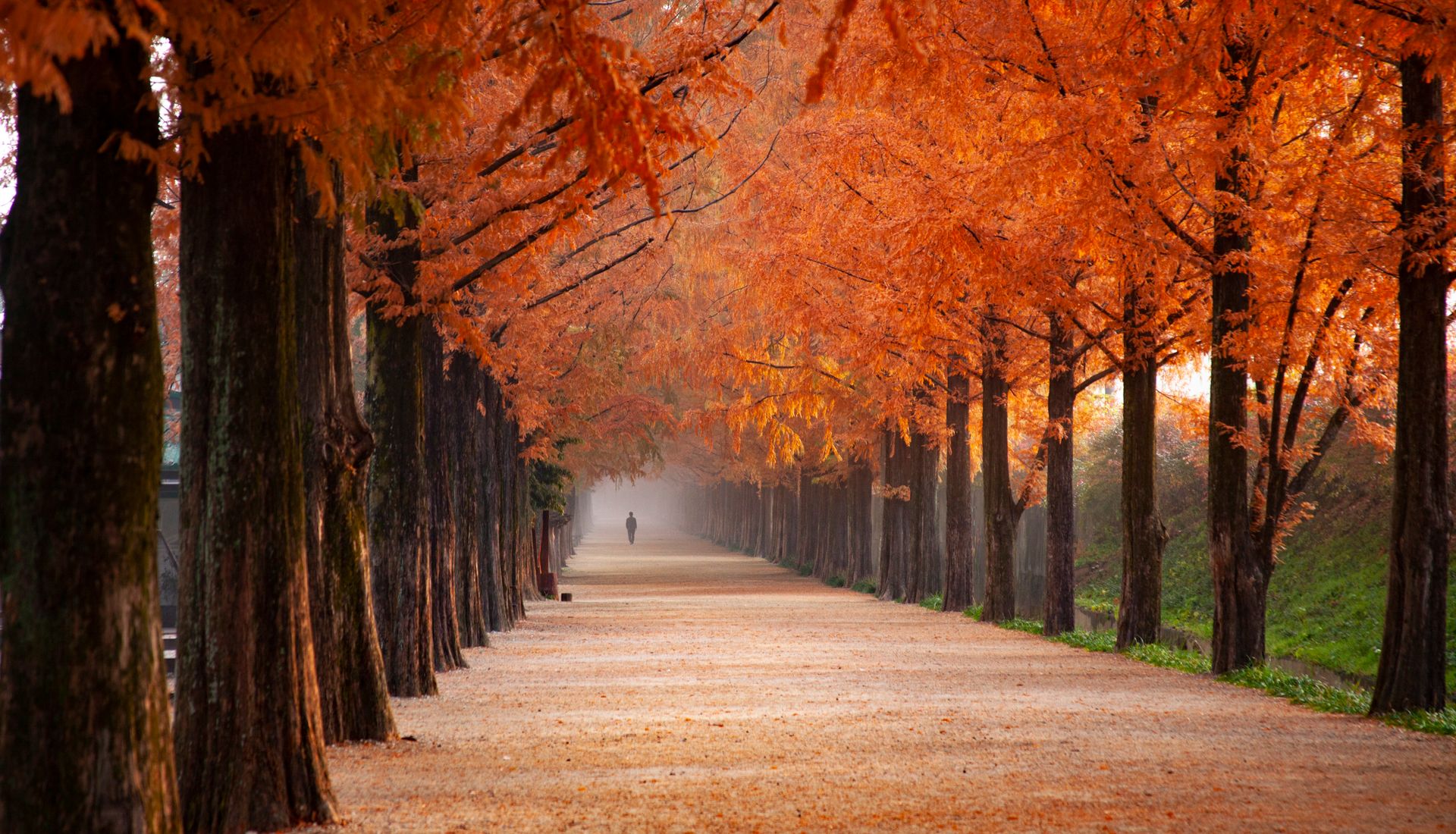 Rows of Kinnow trees under open Punjab sky