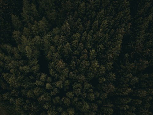 Free Top View of a Green Forest Stock Photo