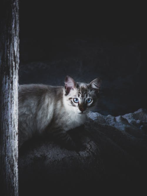 Gratis stockfoto met blauwe ogen, grijze kat, hout