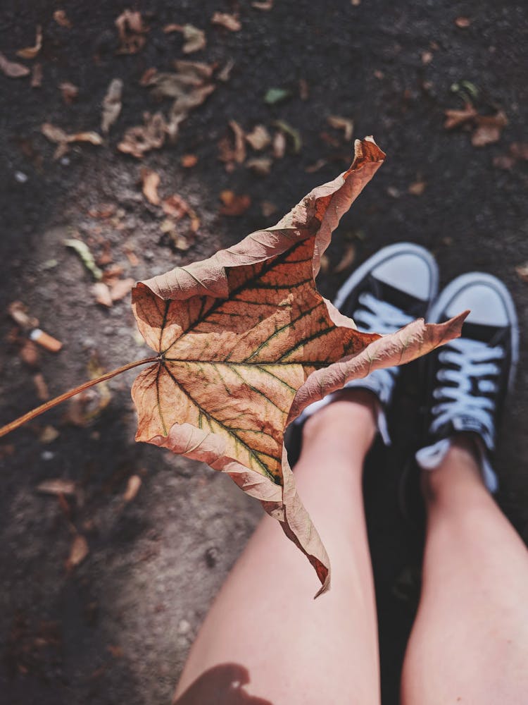 Photo Of Dry Leaf