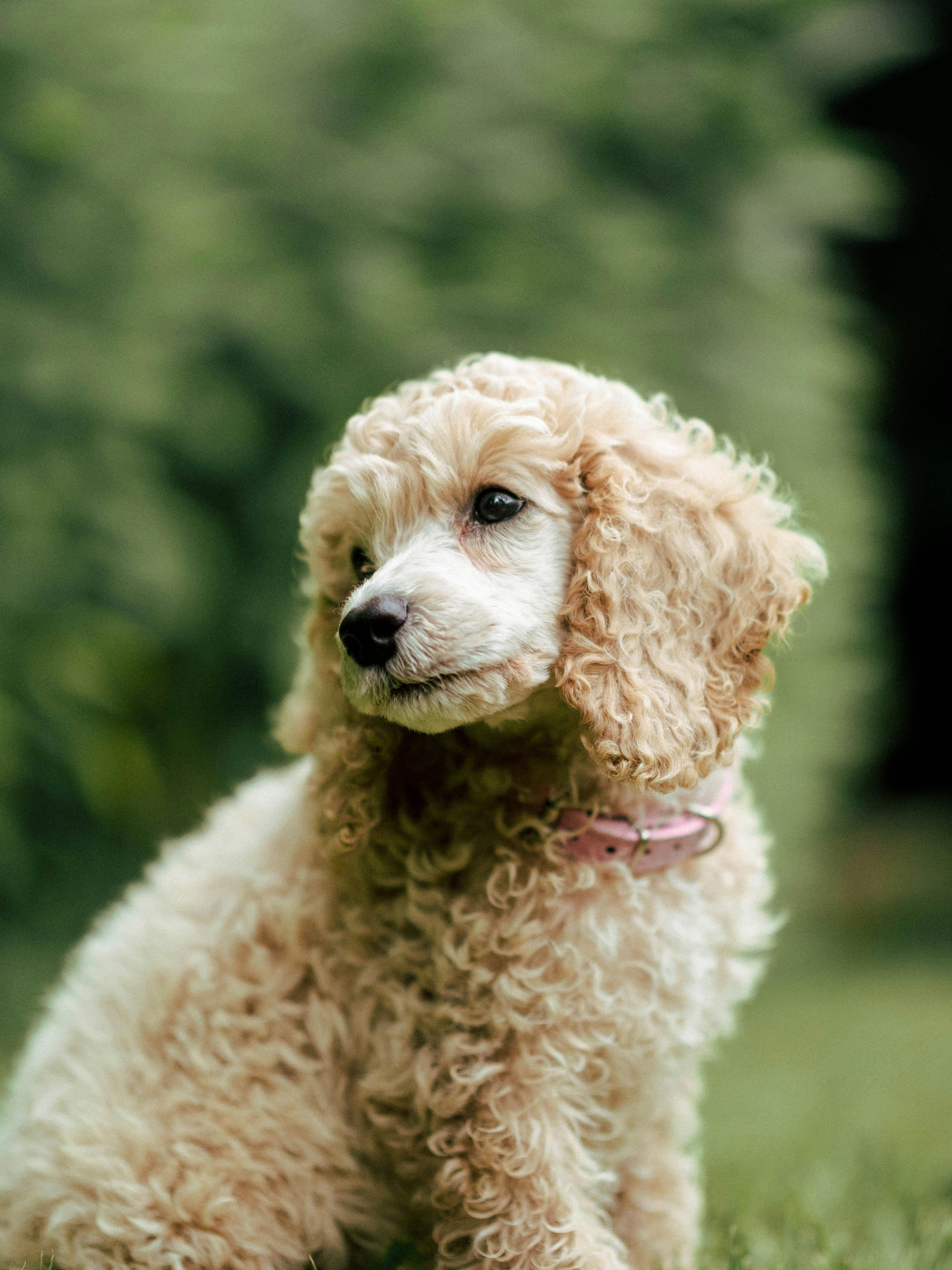 serene poodle portrait