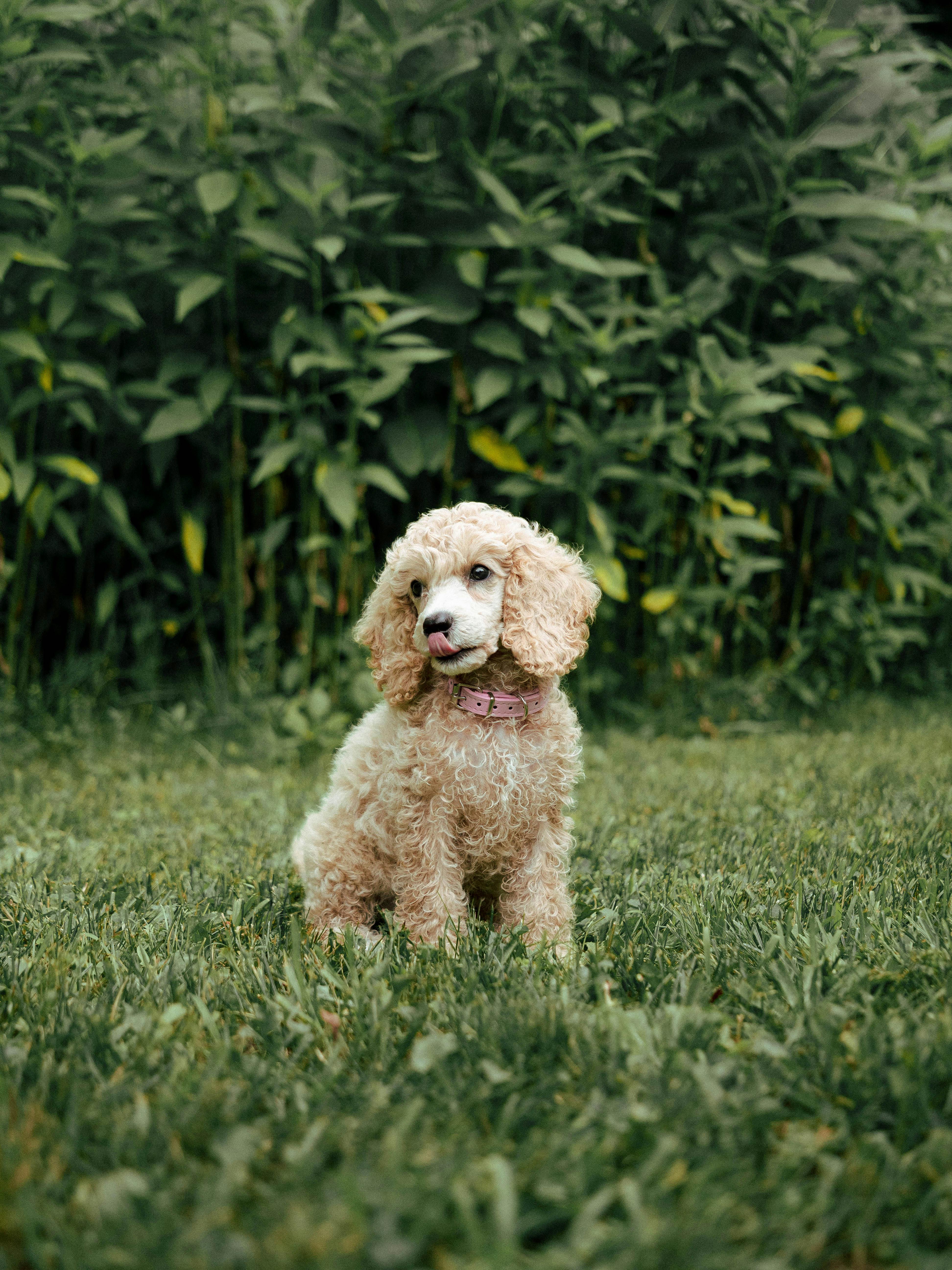 curly garden companion