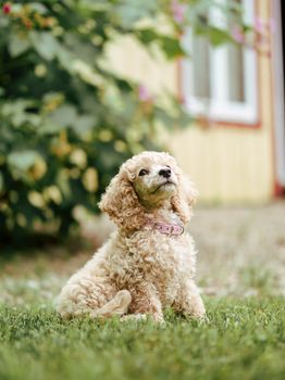 Charming young poodle puppy sitting on grass, captured outdoors with a dreamy background.