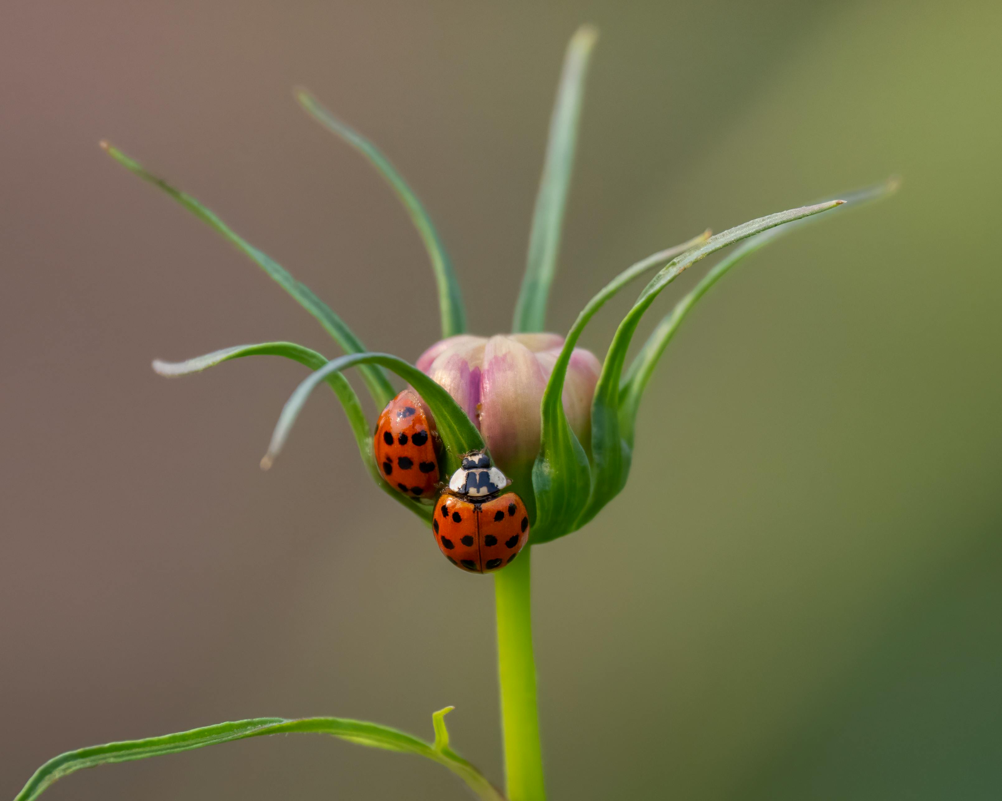 two ladybugs are sitting on top of a flower