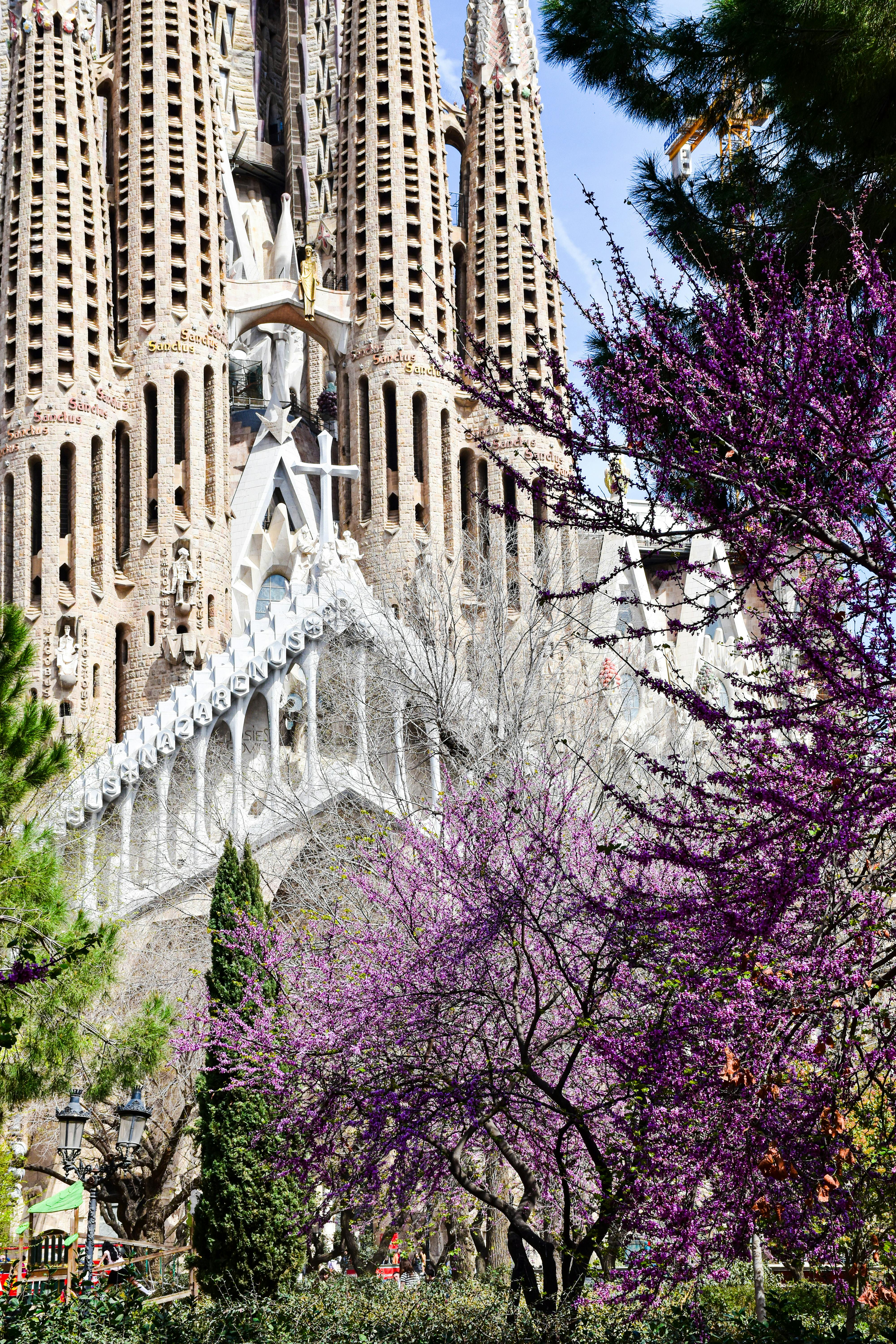 a large cathedral with purple flowers in front of it