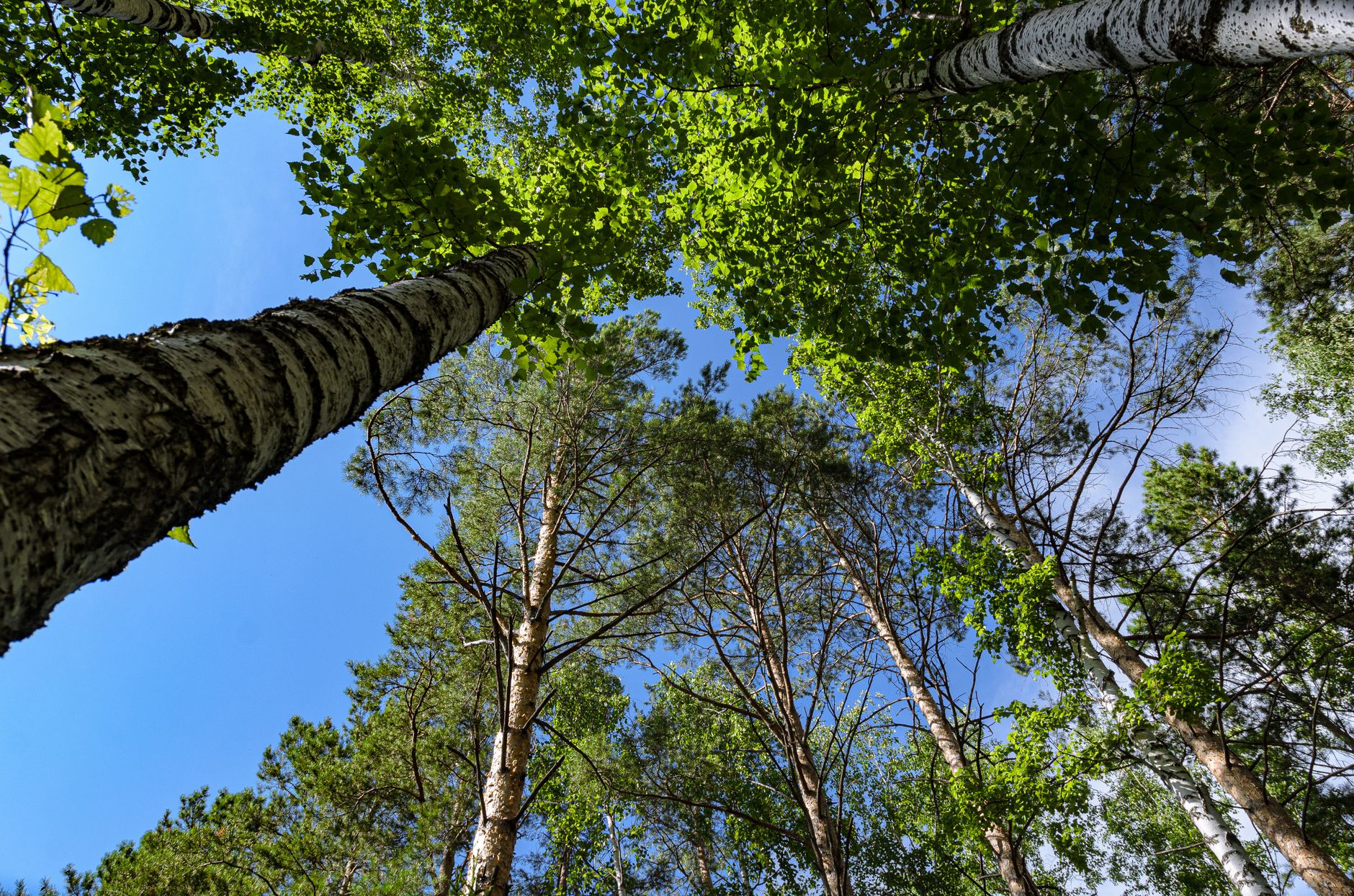 TreeSize Ends Perpetual License Support, Forcing Users Into Subscriptions