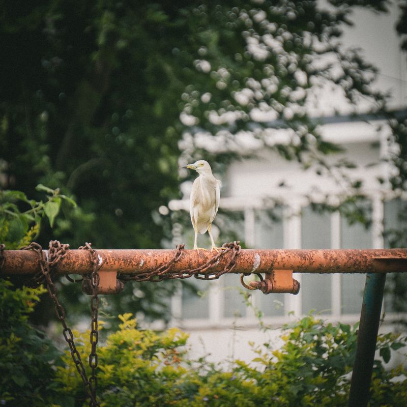 Bird