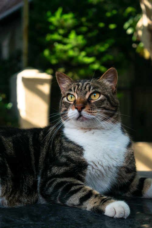 Free Adorable tabby cat basking in sunlight in an Istanbul garden, showcasing its curious nature. Stock Photo