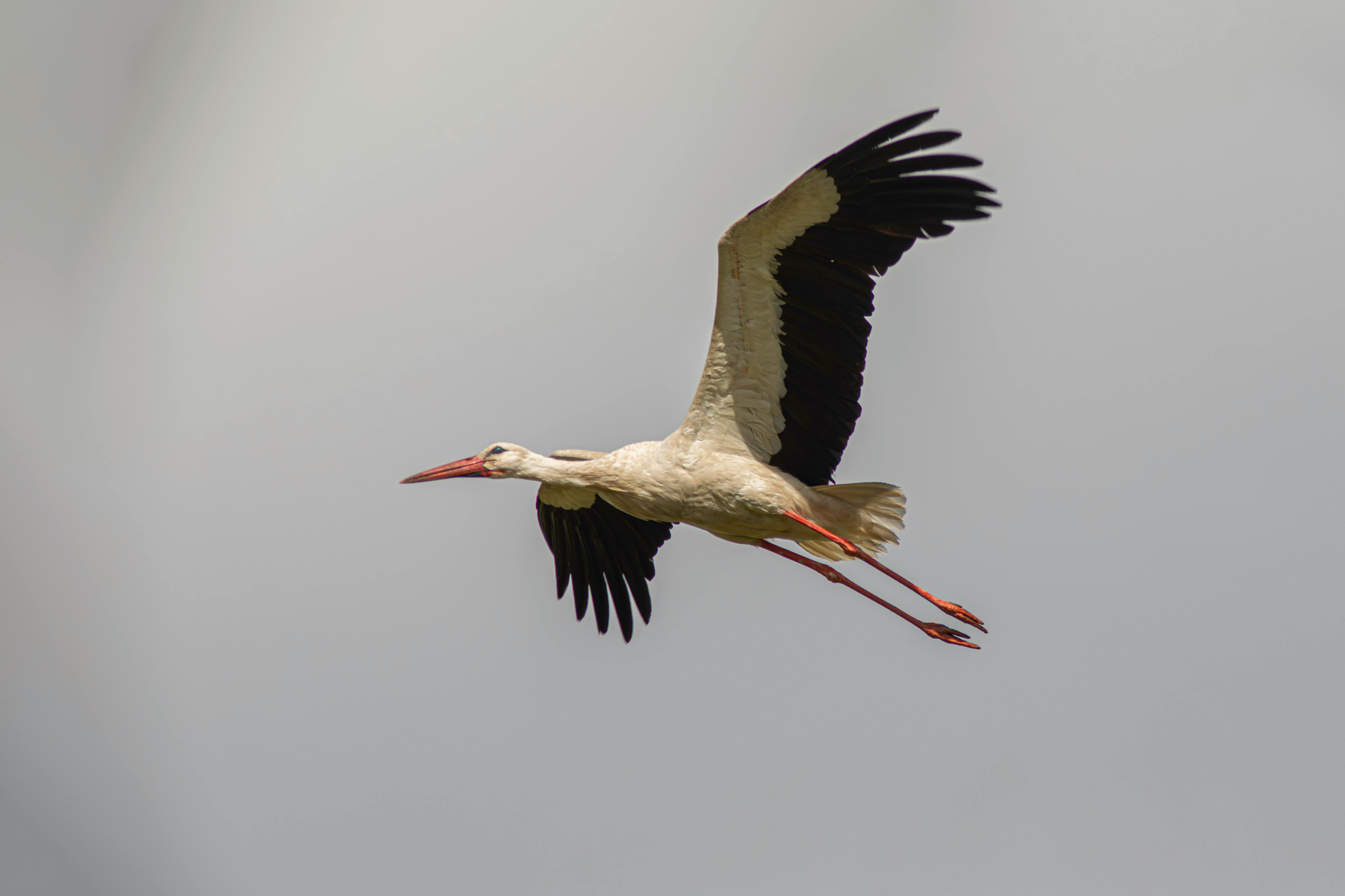 a white stork flying in the sky with its wings spread