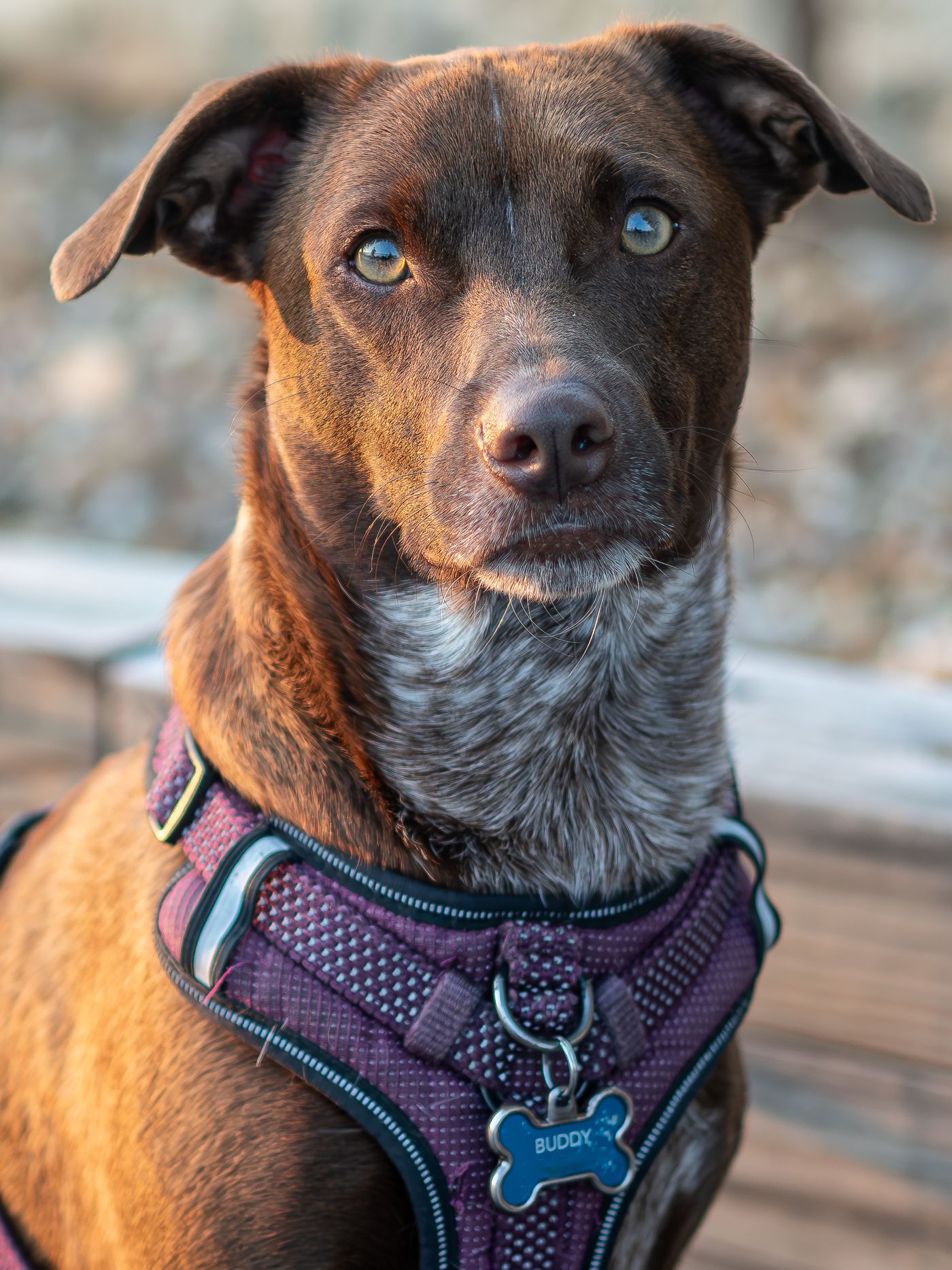 Terrier wearing a pet harness outdoors