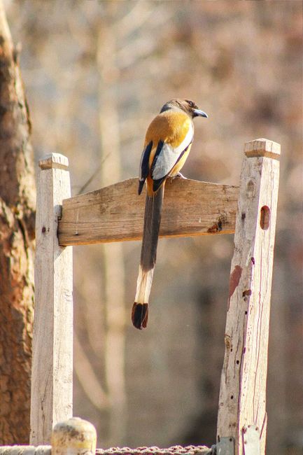 A vibrant Rufous Treepie perched on a wooden structure in a serene autumn setting.