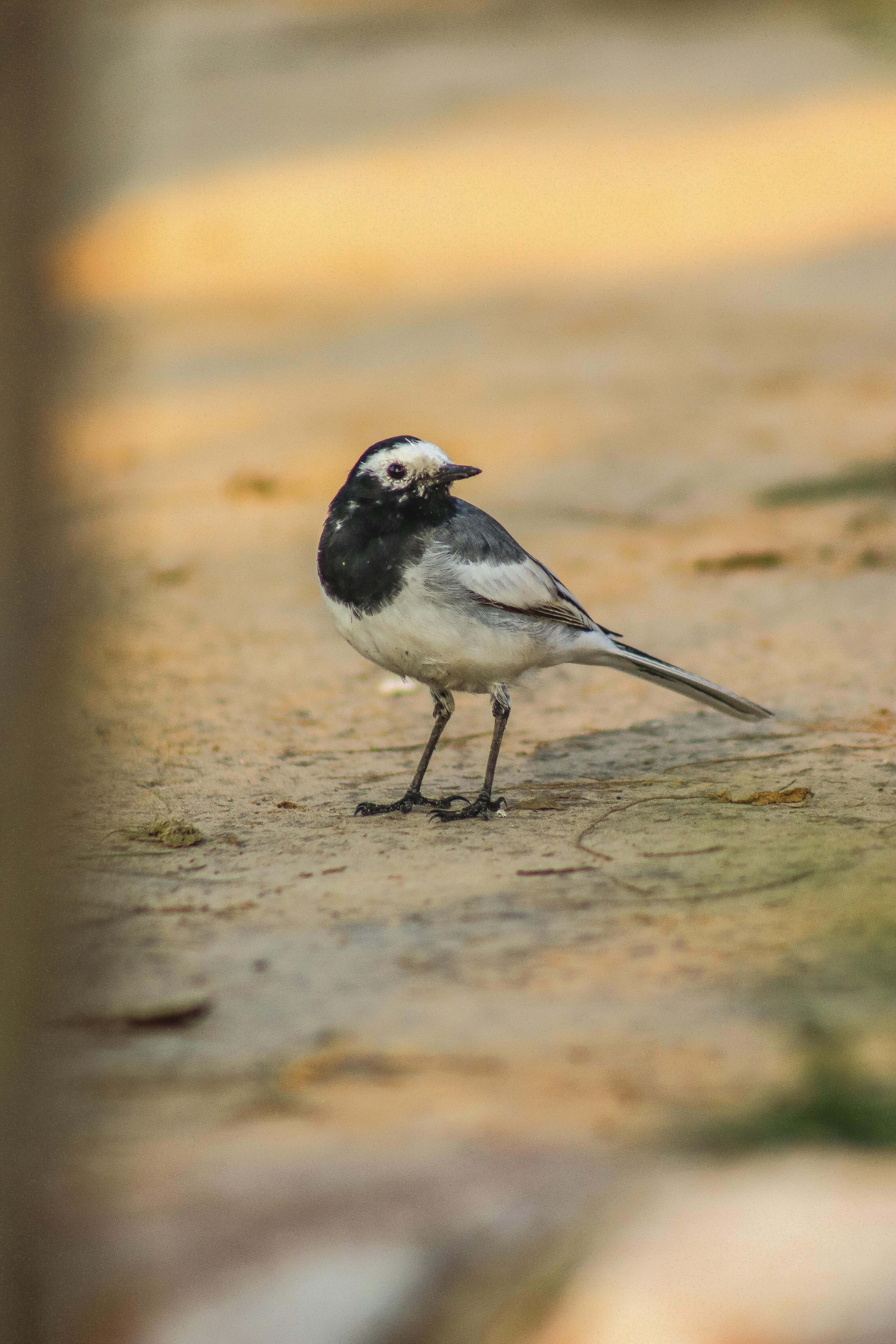 Pied Wagtail bird standing on sandy ground under sunlight, perfect for wildlife and nature themes.