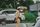 traffic police