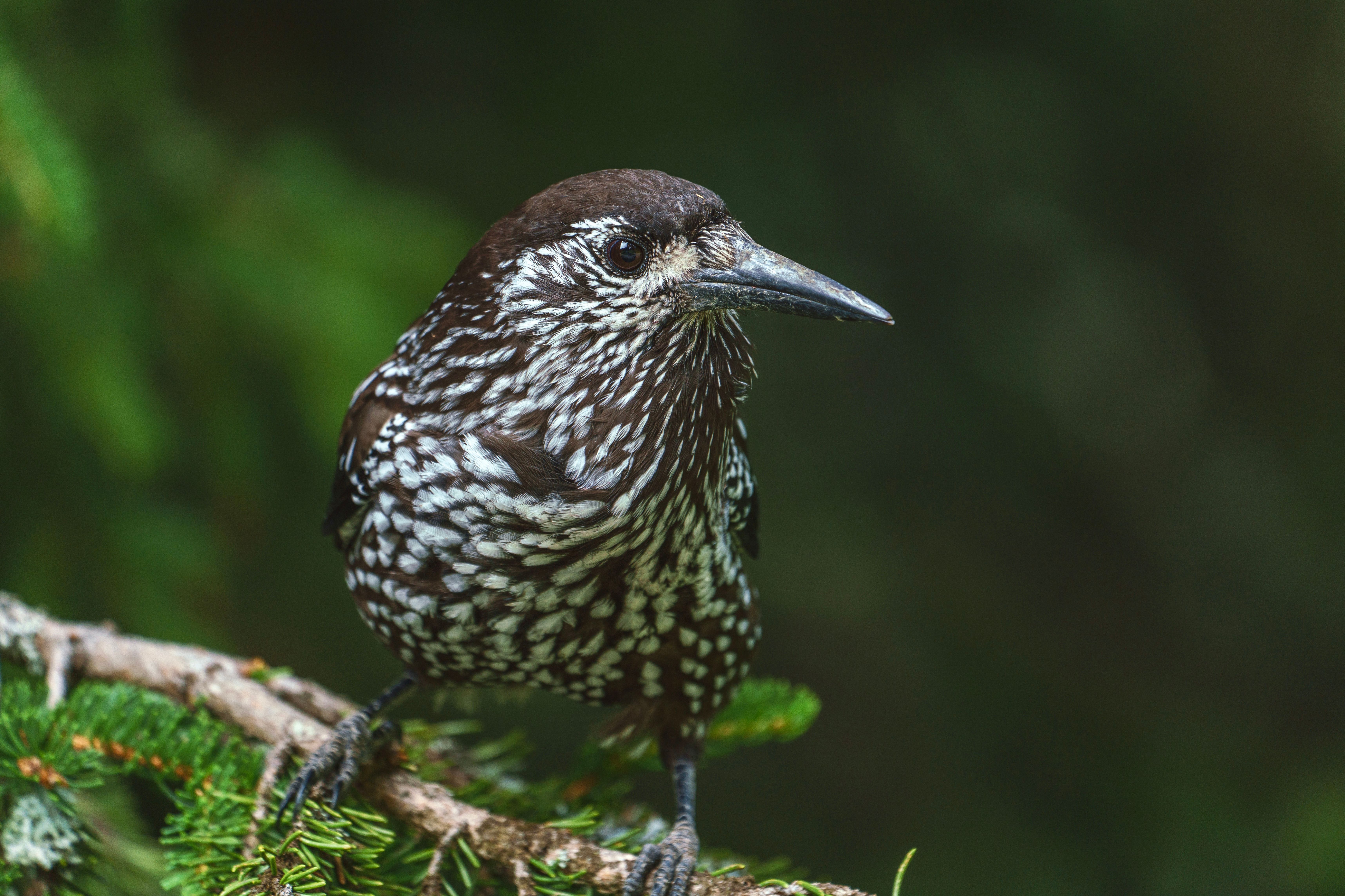 Close-up of a spotted nutcracker bird on a branch in natural habitat.