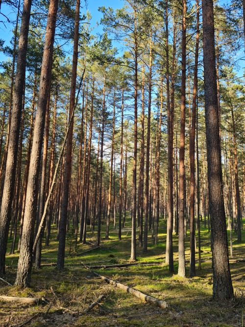 Free Tranquil pine forest landscape captured in autumn, highlighting tall trees and natural sunlight. Stock Photo