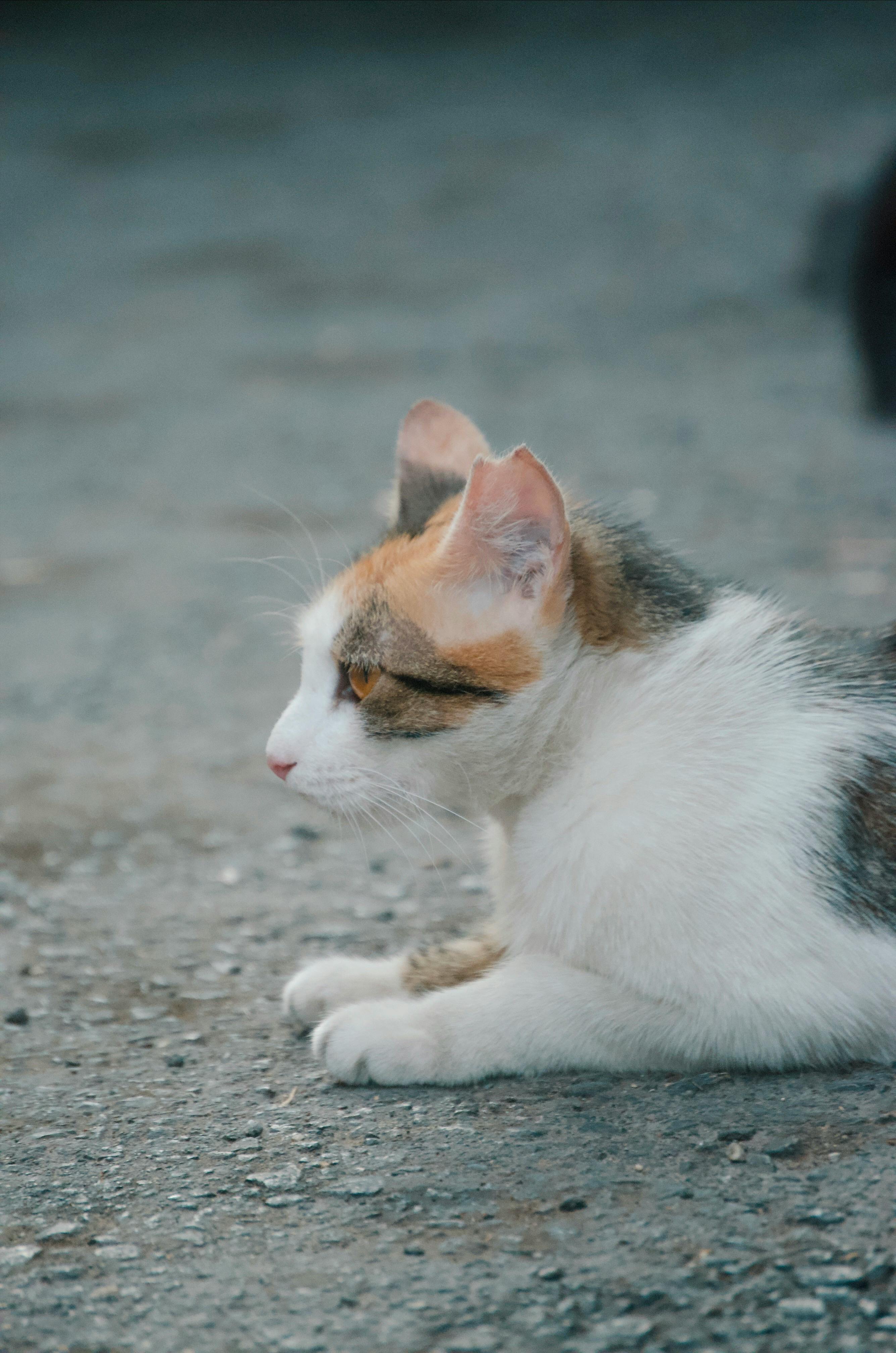 Free A serene calico cat rests on rough pavement, displaying its fur patterns in natural light. Stock Photo