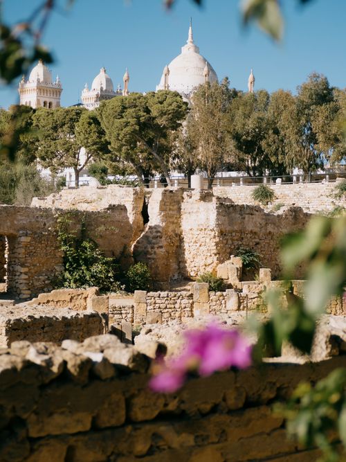 Free Ancient Tunisian ruins with trees and domes under a clear blue sky, vibrant foreground flowers. Stock Photo