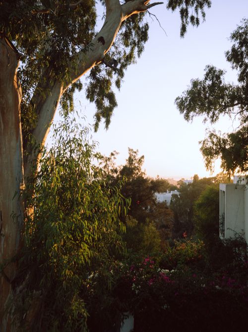 Free Eucalyptus trees and lush gardens at sunset in Tunis, Tunisia. Stock Photo