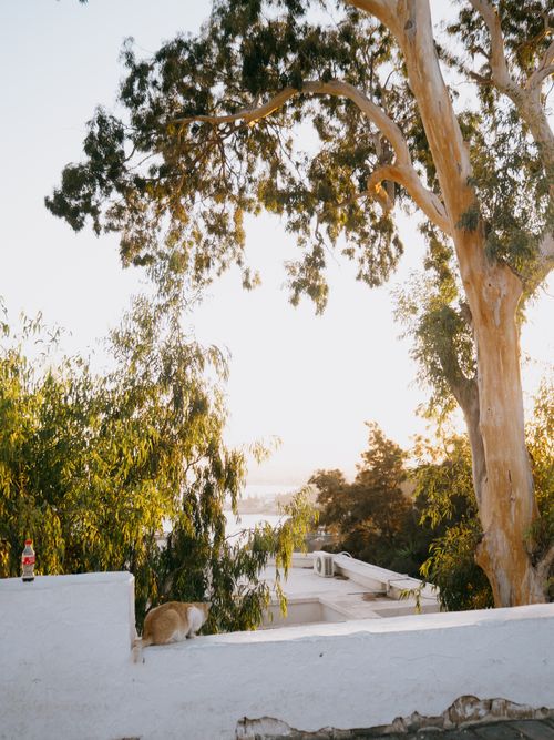 Free Serene outdoor view featuring lush trees and local architecture in Tunis, Tunisia. Stock Photo