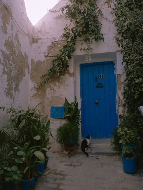 Free Explore a vibrant blue door adorned with ivy and plants in a charming Tunisian alley. Stock Photo