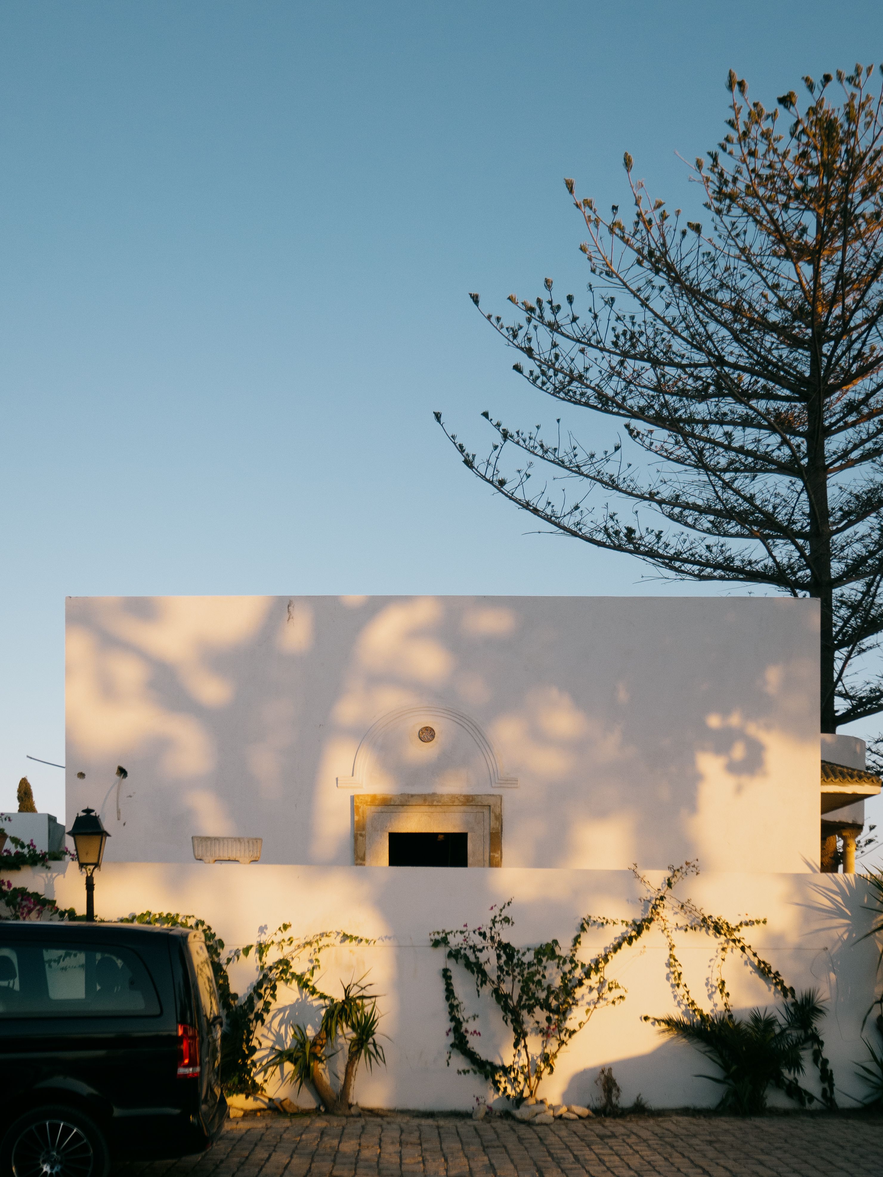 Tree near Building Wall · Free Stock Photo