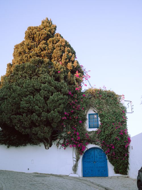 Free Picturesque blue door bungalow with blooming vines in Tunis, Tunisia. Stock Photo