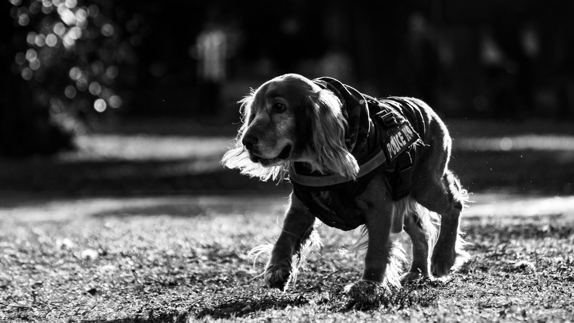 Portrait of a dog at a veterinary clinic