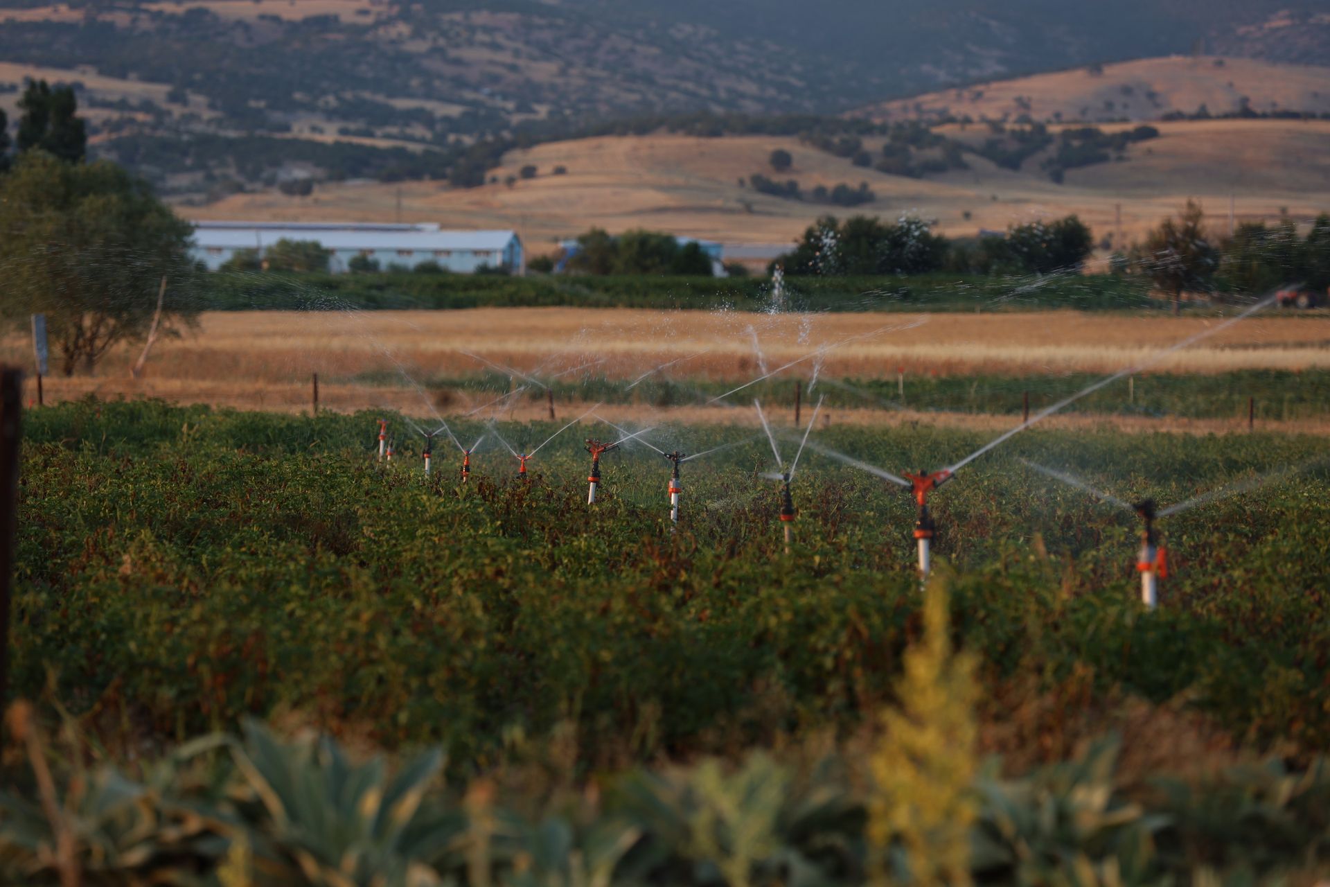Vibrant sprinkler system over a verdant field at sunset, under a serene rural landscape.