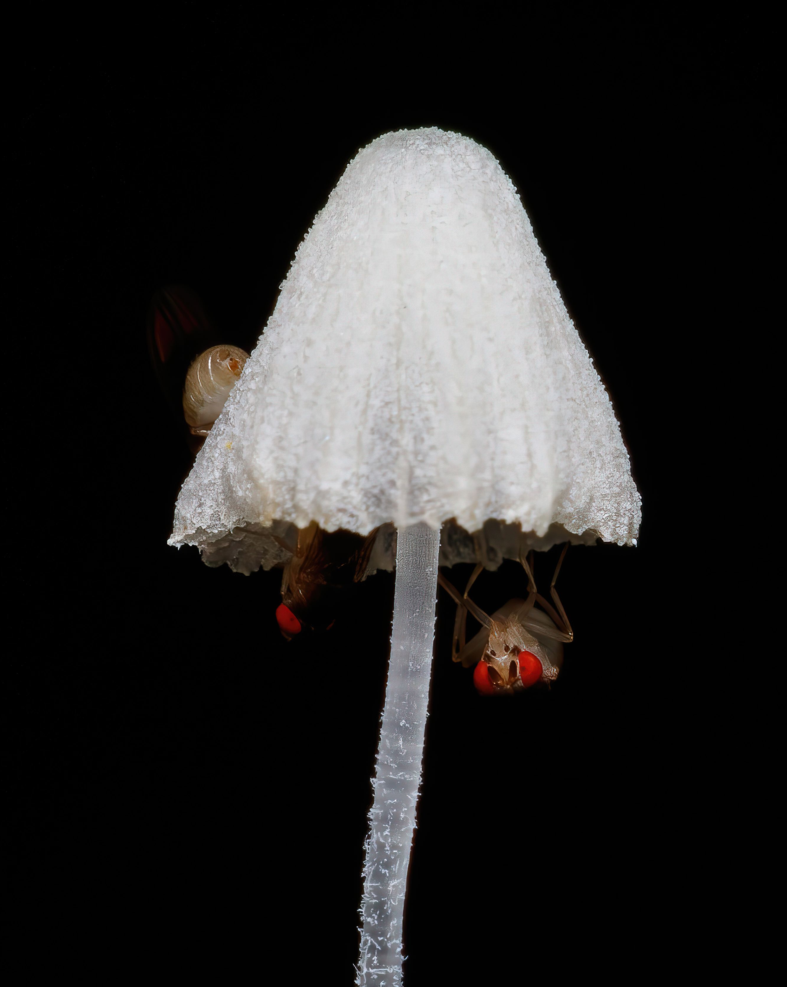 Detailed macro image of a white mushroom with insects against a dark background.