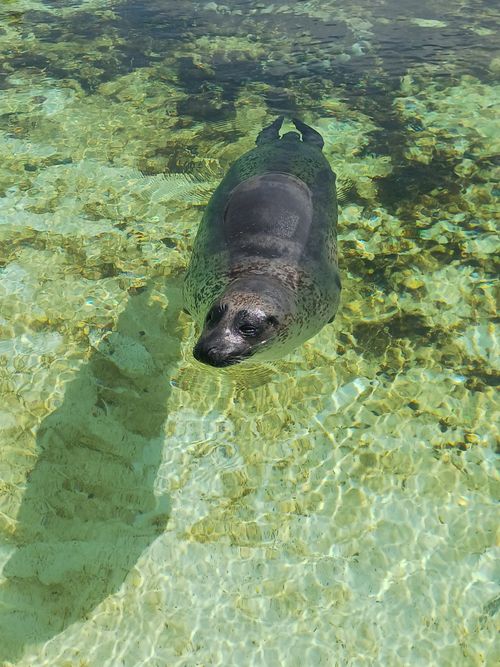 Free A seal swimming gracefully in clear tropical waters, sunlight casting shadows. Stock Photo