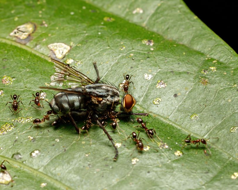 Fotomural Intrincada toma macro de hormigas buscando una mosca en una hoja. El pequeño ecosistema de la naturaleza en acción.