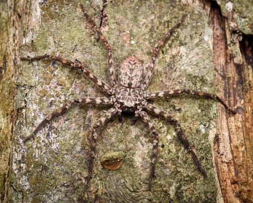 Free Detailed macro shot of a huntsman spider blending with tree bark, showcasing natural camouflage. Stock Photo