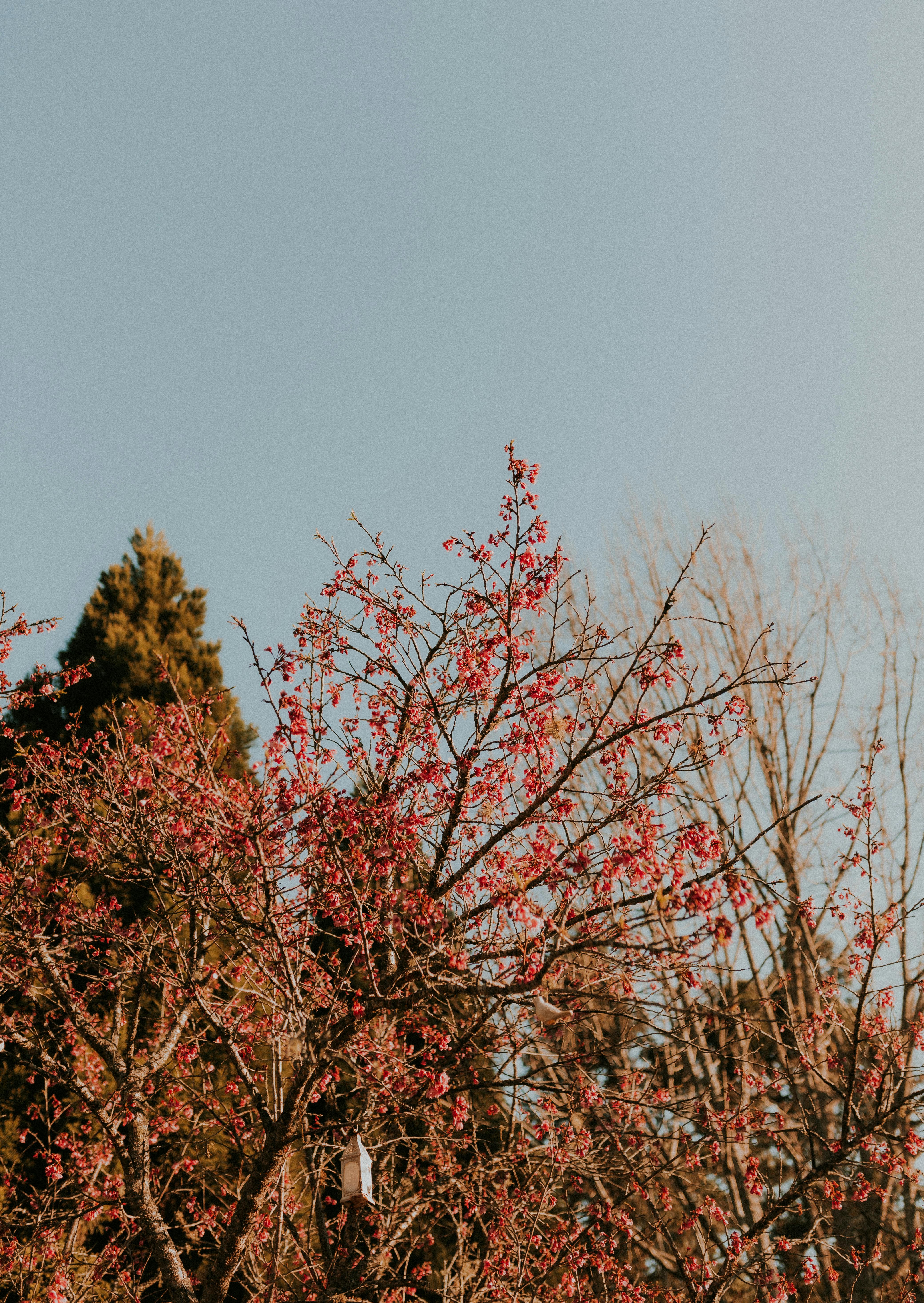 De franc Foto d'estoc gratuïta de a l'aire lliure, a la natura, arbre Foto d'estoc