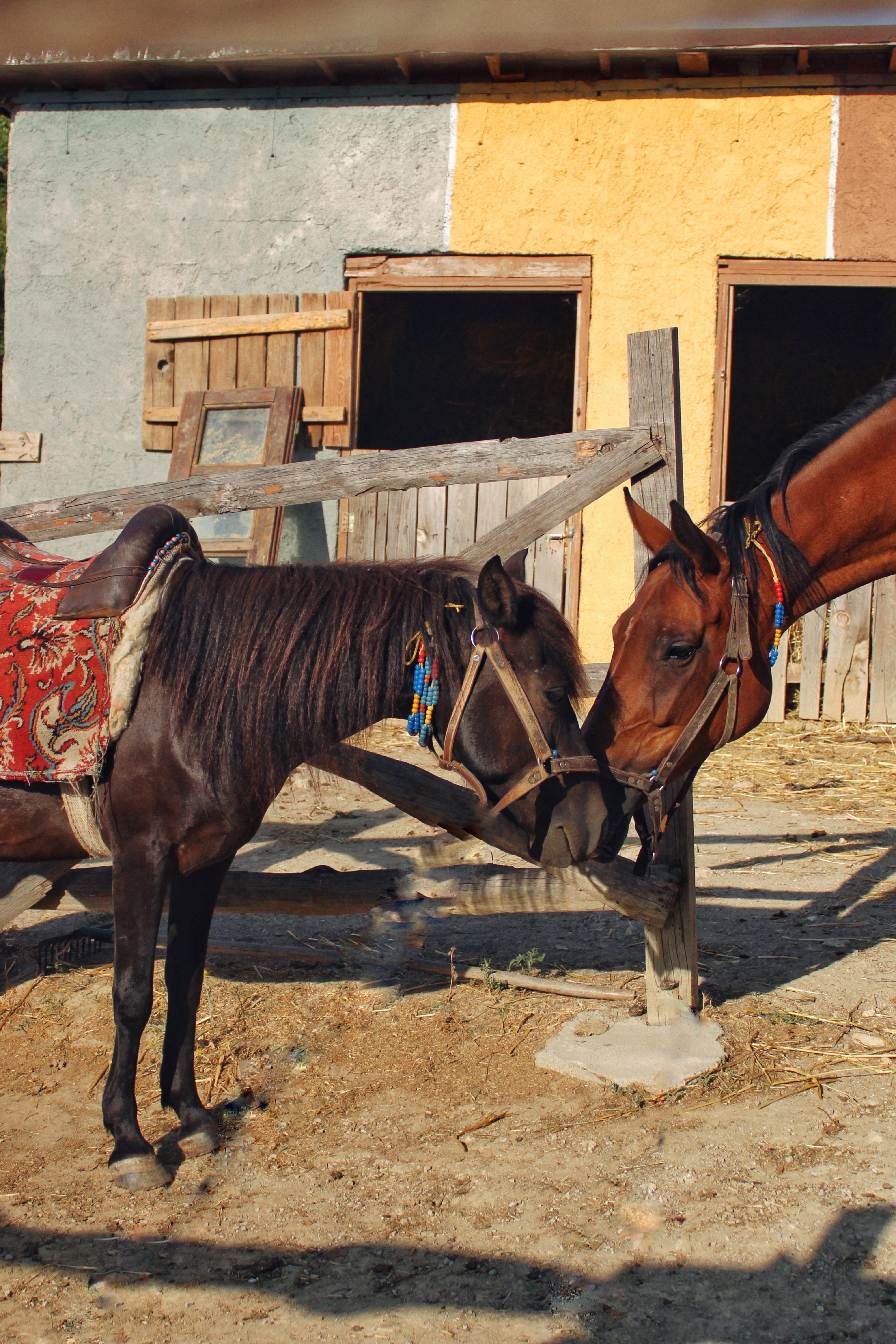 Two horses nuzzling affectionately outside a colorful rustic stable.