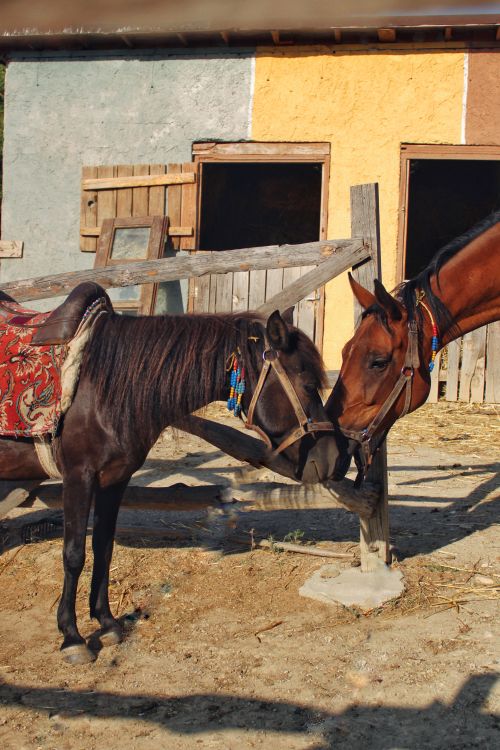 Free Two horses nuzzling affectionately outside a colorful rustic stable. Stock Photo