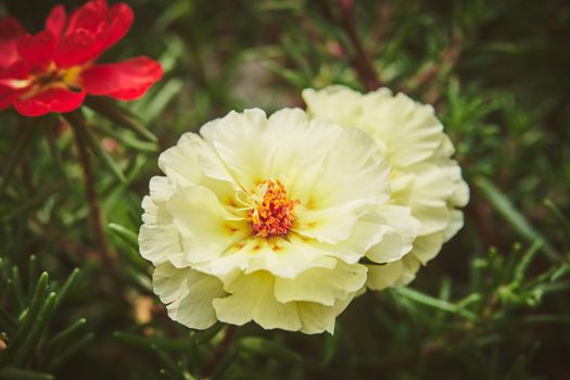 Close-up of vibrant yellow Portulaca flowers blooming outdoors with a lush green background.