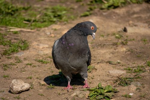Free Close-up of a wild pigeon standing on a gravel path outdoors in bright sunlight. Stock Photo