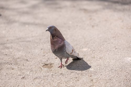 Free A solitary pigeon stands on sunlit pavement, casting a soft shadow. Stock Photo