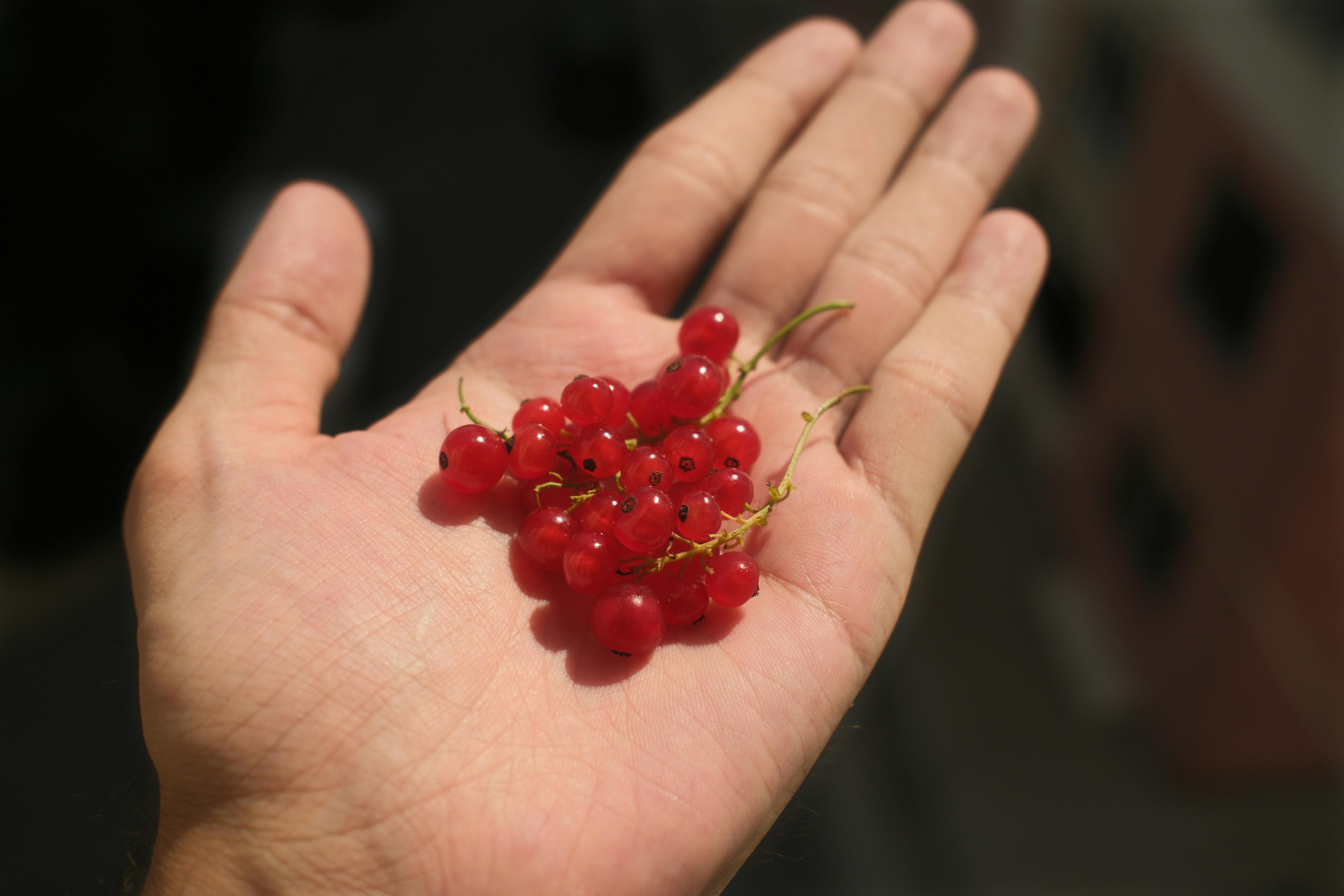 Close-up of hand holding fresh red currants, showcasing ripe and juicy berries.