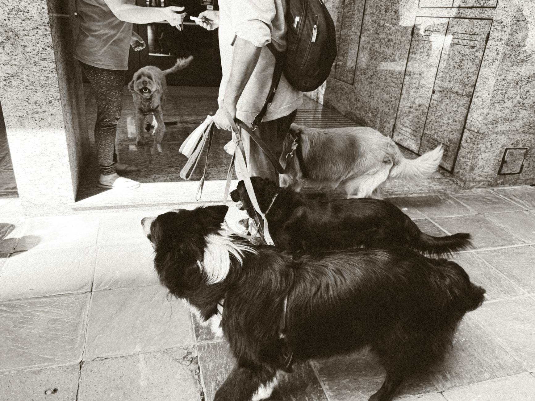 A black and white photo of a man and two dogs