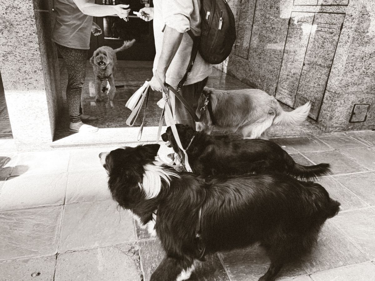 lavoro dog sitter italia passeggiata cani