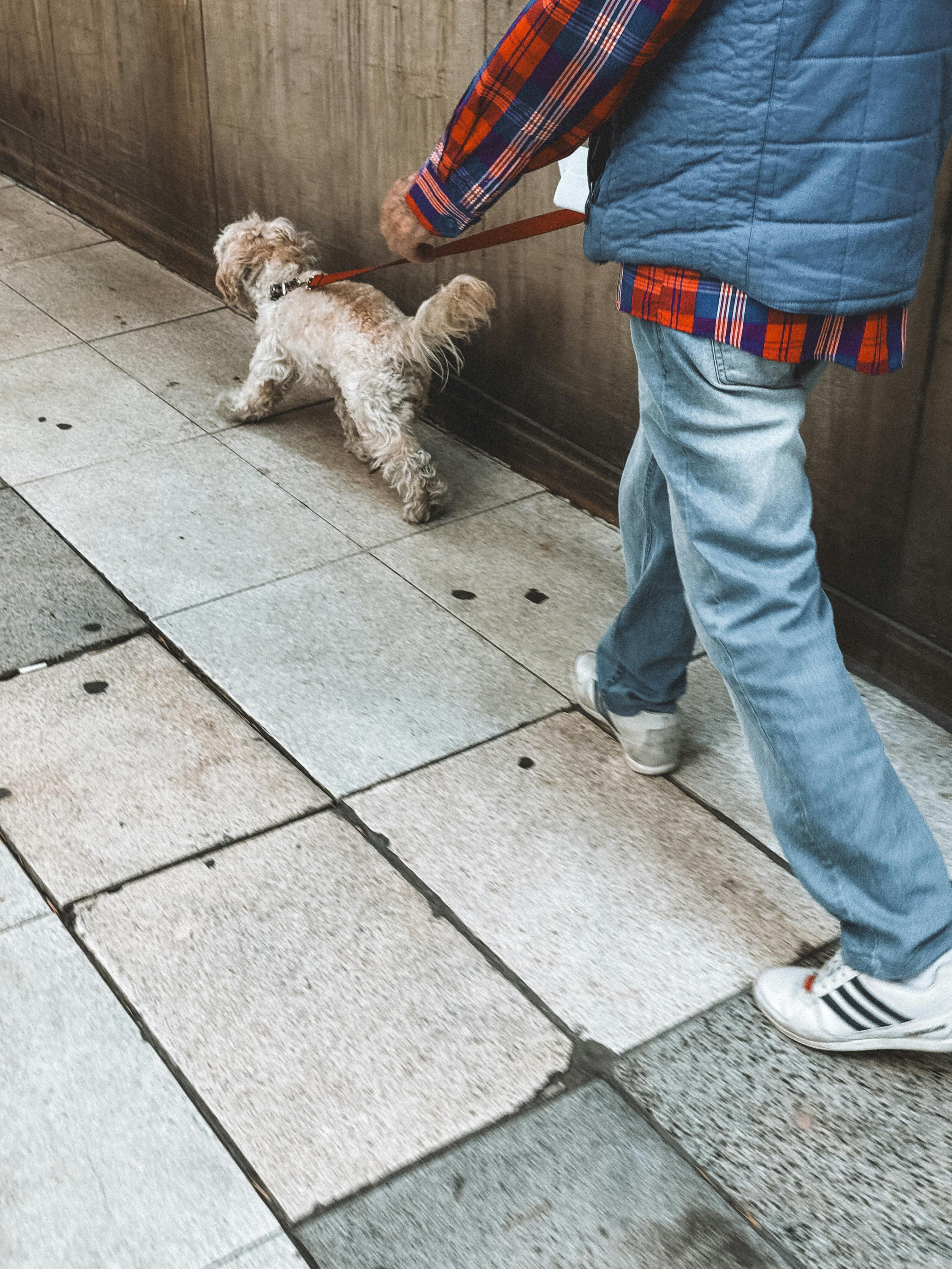 a person walking a dog on a sidewalk