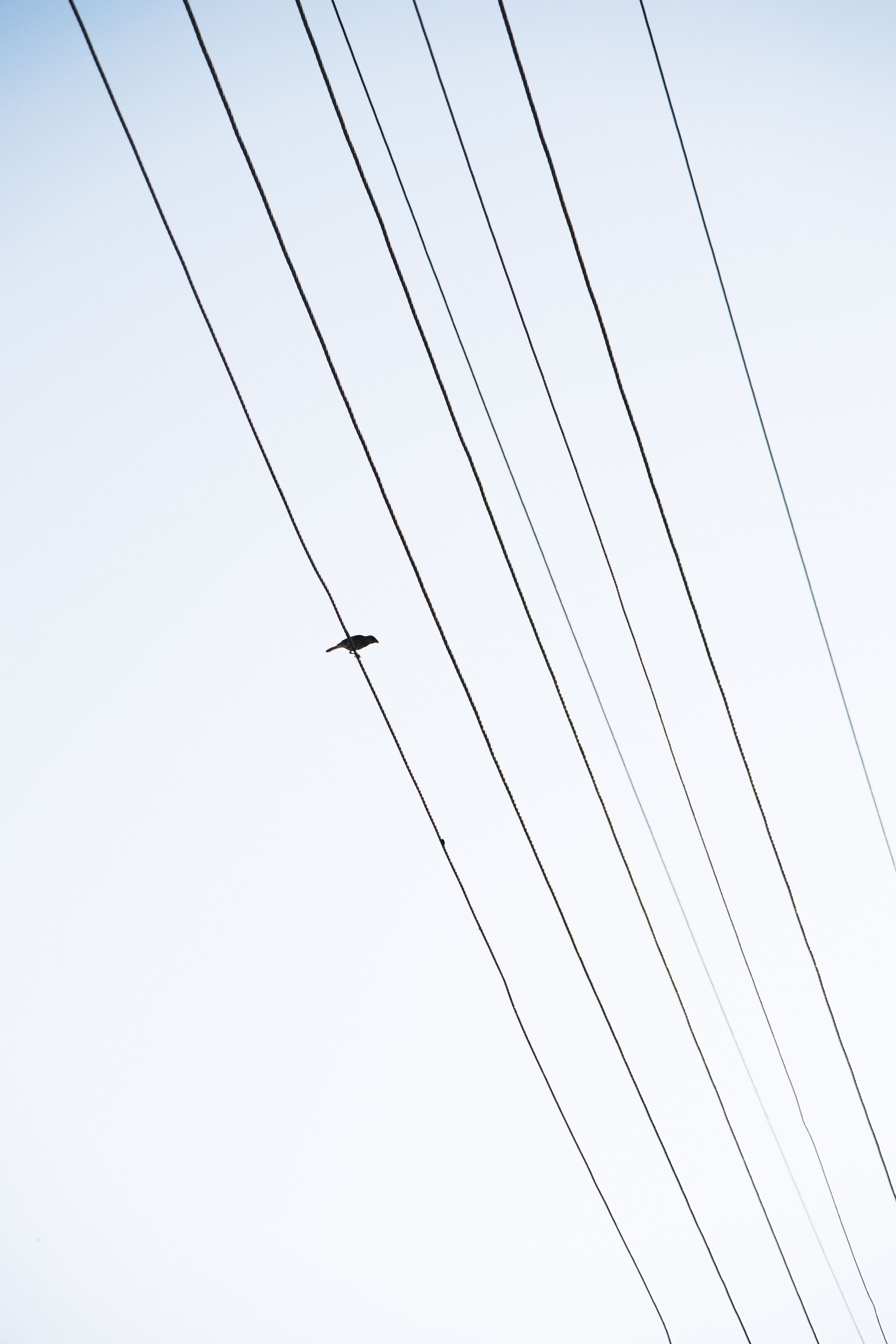 Minimalist image of a bird on power lines set against a bright blue sky.