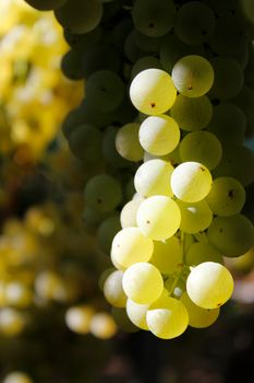 Grape — Italian Wine