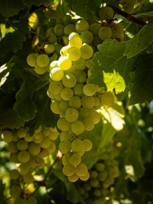 Free A vibrant bunch of green grapes hanging on the vine, perfect for winemaking in a sunny vineyard. Stock Photo