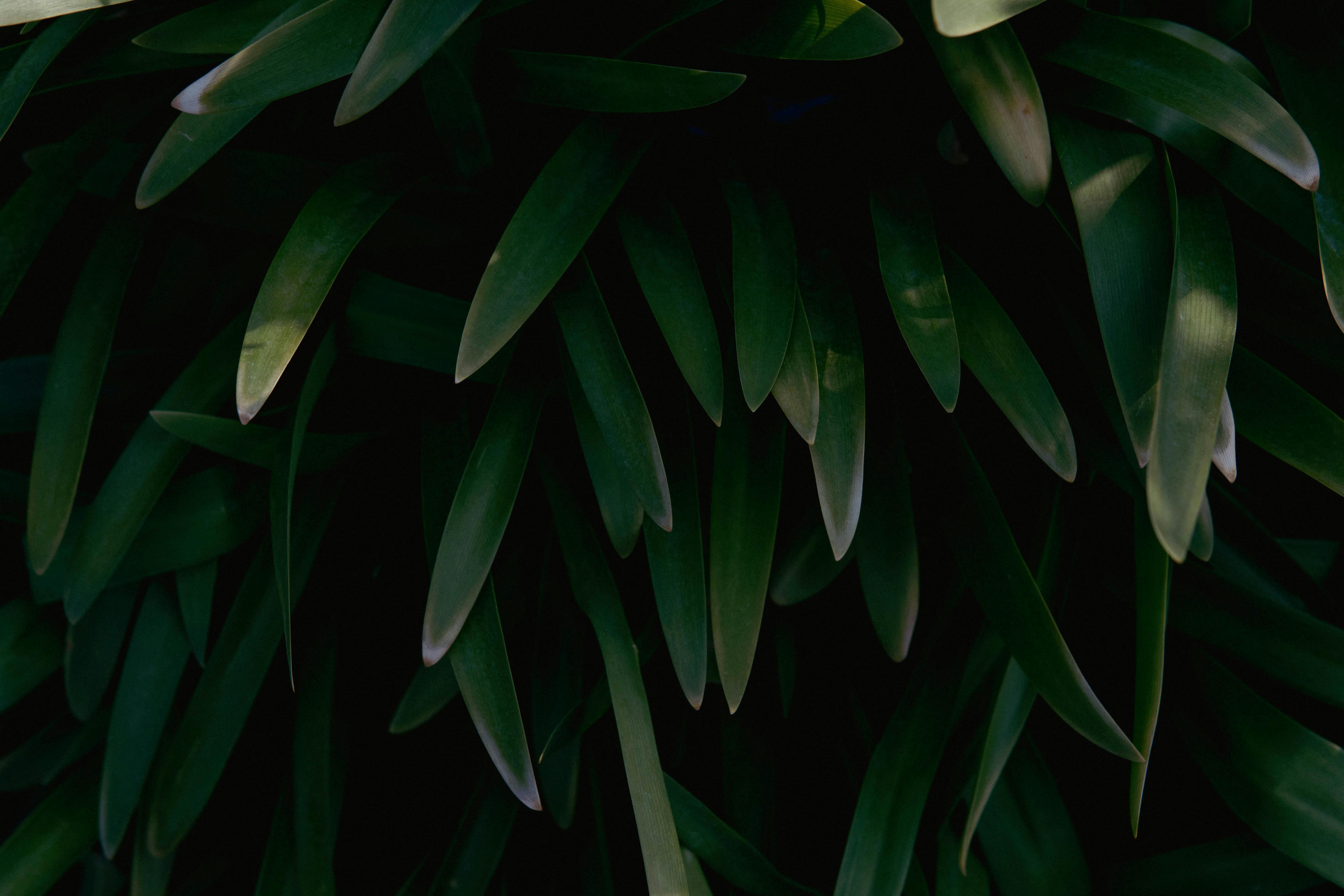 Gratis Immagine gratuita di ambiente, astratto, avvicinamento Foto a disposizione